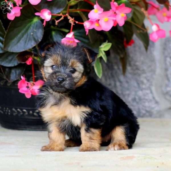 Chelsey, Yorkie Puppy
