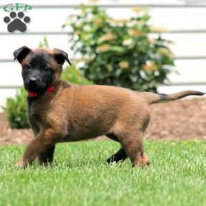 Chelsey, Belgian Malinois Puppy