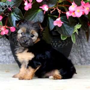 Chelsey, Yorkie Puppy