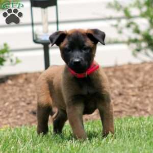Chelsey, Belgian Malinois Puppy