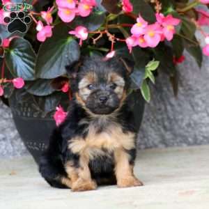 Chelsey, Yorkie Puppy