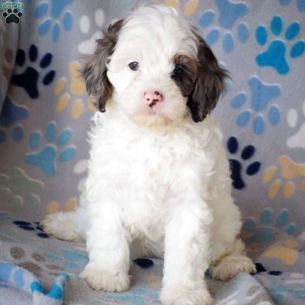 Cherish, Cavapoo Puppy