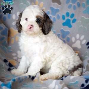 Cherish, Cavapoo Puppy