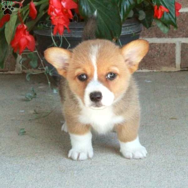 Cherry, Pembroke Welsh Corgi Puppy