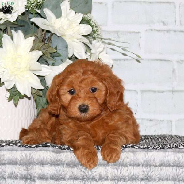 Cherry, Mini Goldendoodle Puppy