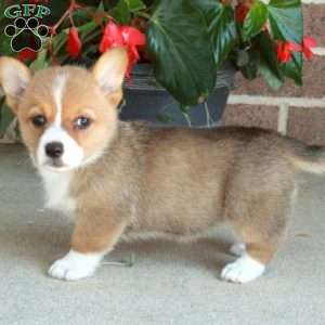 Cherry, Pembroke Welsh Corgi Puppy