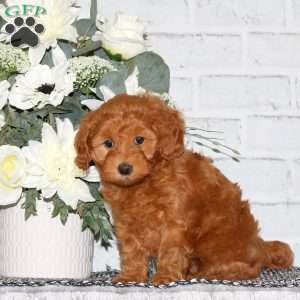 Cherry, Mini Goldendoodle Puppy