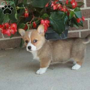 Cherry, Pembroke Welsh Corgi Puppy