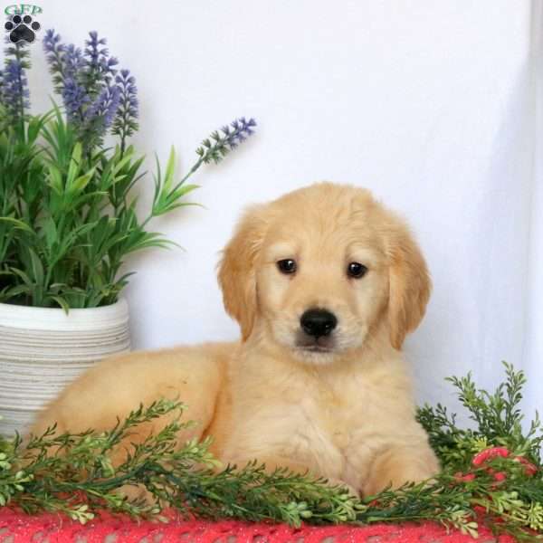 Chester, Golden Retriever Puppy