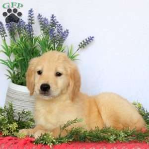 Chester, Golden Retriever Puppy