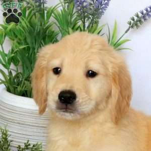 Chester, Golden Retriever Puppy