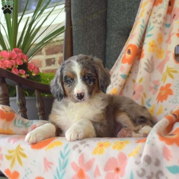 Chex, Mini Bernedoodle Puppy