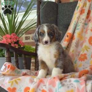 Chex, Mini Bernedoodle Puppy