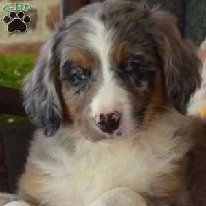 Chex, Mini Bernedoodle Puppy