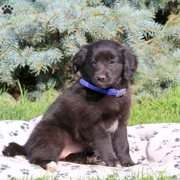 Cheyanne, Golden Retriever Mix Puppy