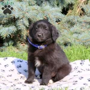 Cheyanne, Golden Retriever Mix Puppy