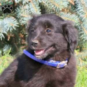 Cheyanne, Golden Retriever Mix Puppy