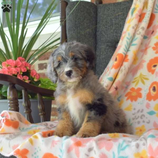 Chief, Mini Bernedoodle Puppy