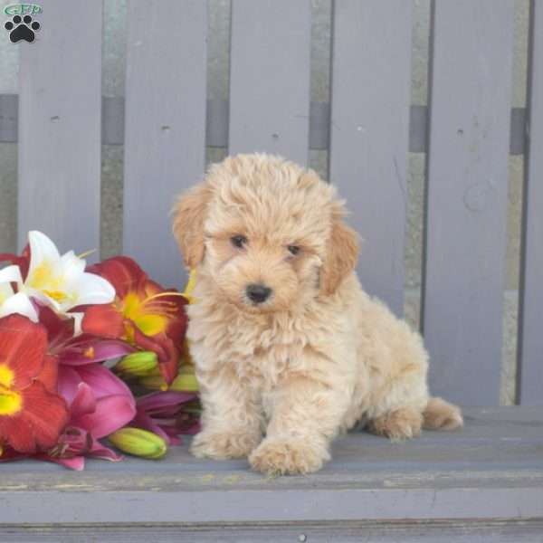 Chip, Maltipoo Puppy