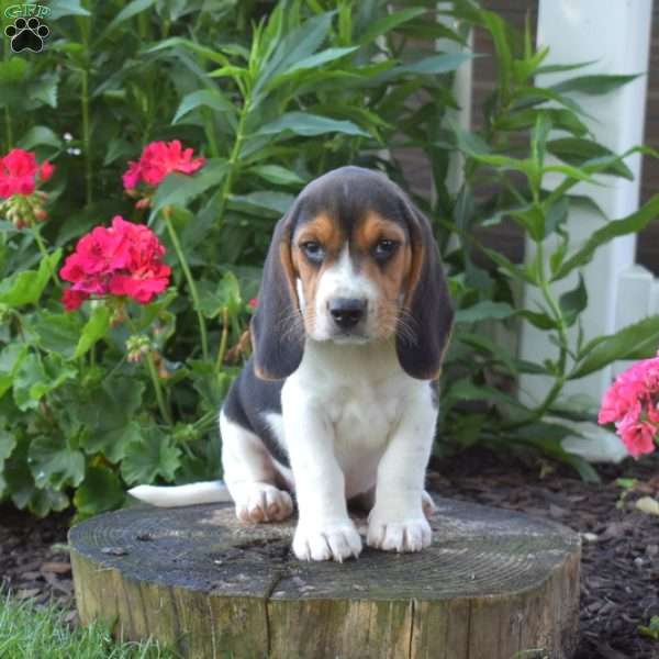 Chipper, Beagle Puppy