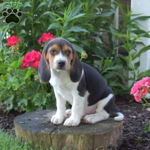 Chipper, Beagle Puppy