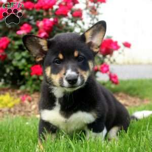 Chipper, Welsh Corgi Mix Puppy