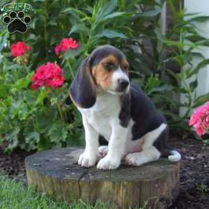 Chipper, Beagle Puppy