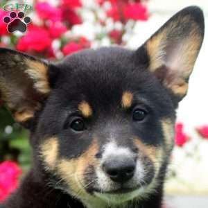 Chipper, Welsh Corgi Mix Puppy