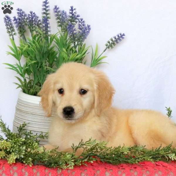 Chloe, Golden Retriever Puppy