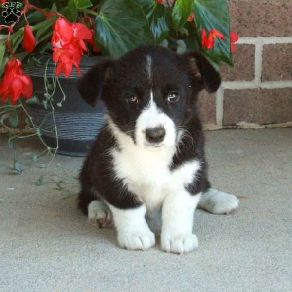 Chloe, Pembroke Welsh Corgi Puppy