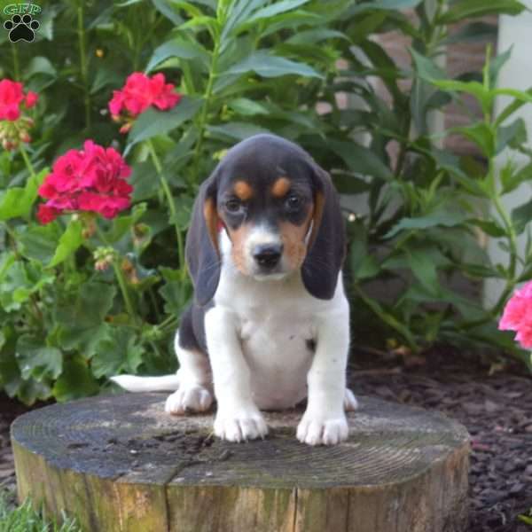 Chloe, Beagle Puppy