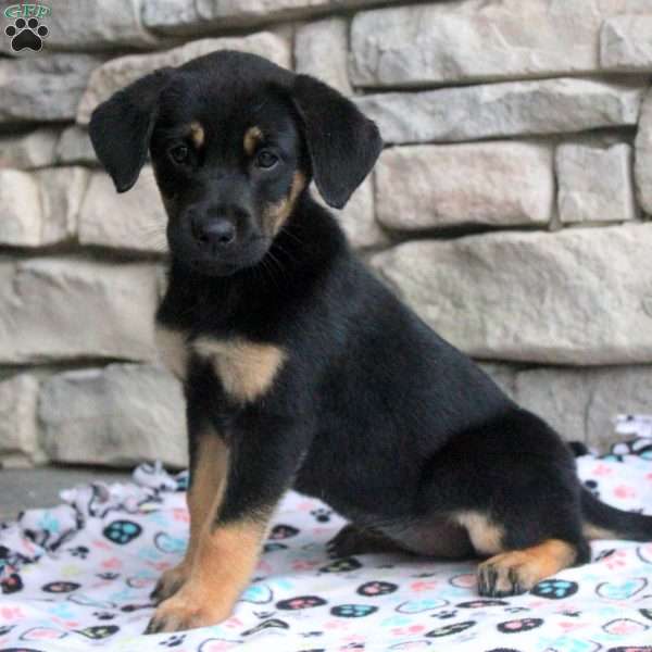 Chloe, Golden Retriever Mix Puppy
