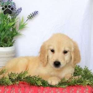 Chloe, Golden Retriever Puppy