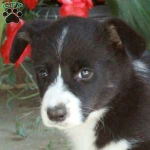 Chloe, Pembroke Welsh Corgi Puppy