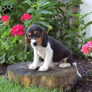 Chloe, Beagle Puppy