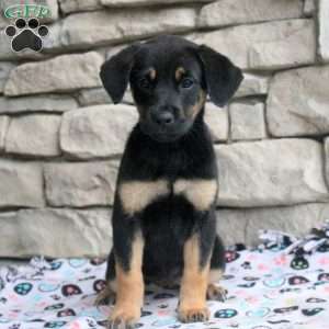 Chloe, Golden Retriever Mix Puppy