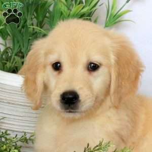 Chloe, Golden Retriever Puppy