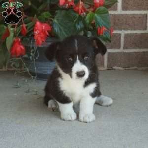 Chloe, Pembroke Welsh Corgi Puppy