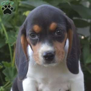 Chloe, Beagle Puppy