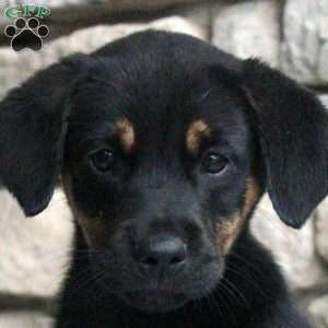 Chloe, Golden Retriever Mix Puppy