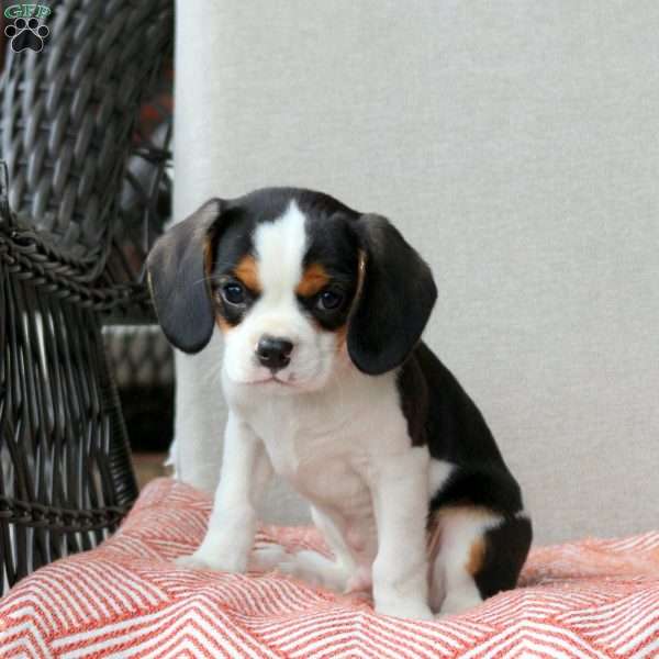 Chocolate Chip, Cavalier King Charles Mix Puppy