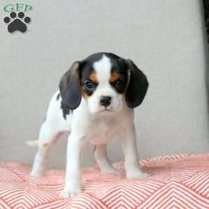 Chocolate Chip, Cavalier King Charles Mix Puppy