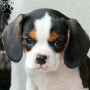 Chocolate Chip, Cavalier King Charles Mix Puppy