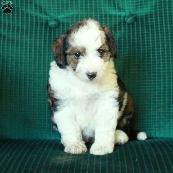 Chocolate, Miniature Poodle Mix Puppy