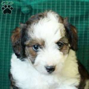 Chocolate, Miniature Poodle Mix Puppy