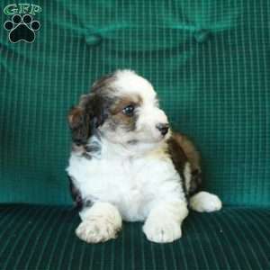 Chocolate, Miniature Poodle Mix Puppy