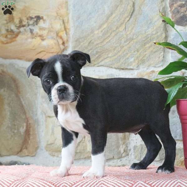 Chocolate, Boston Terrier Puppy