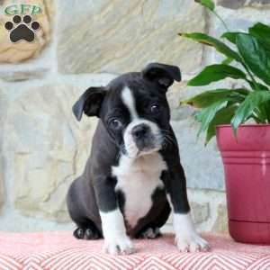 Chocolate, Boston Terrier Puppy