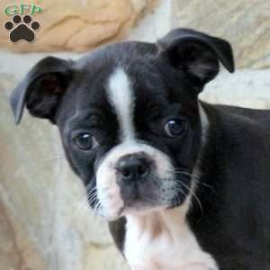 Chocolate, Boston Terrier Puppy