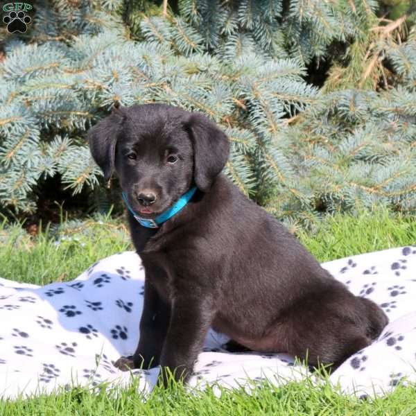 Christina, Golden Retriever Mix Puppy